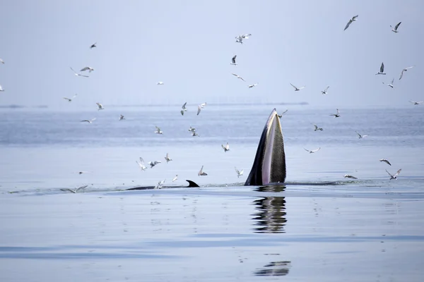 Baleias (Balaenoptera brydei) que comem peixe-anchova — Fotografia de Stock