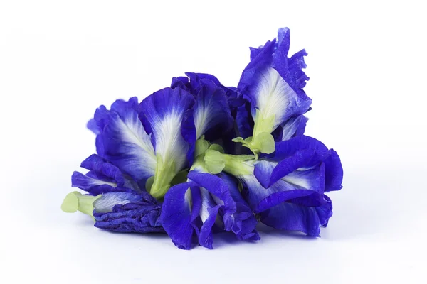 Butterfly Pea — Stock Photo, Image