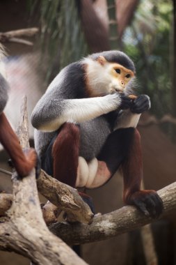 Douc kırmızı şişlemiş langur ağaç üzerinde kapatın 