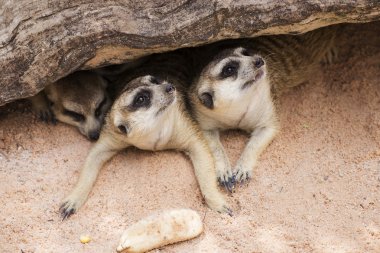 meerkat açık Hayvanat Bahçesi