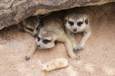 meerkat açık Hayvanat Bahçesi