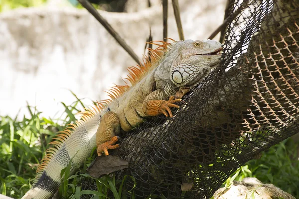 Iguana de cerca — Foto de Stock