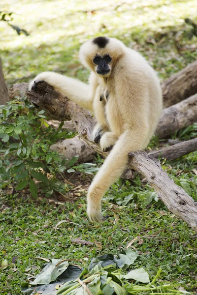 Gibbon sentado na madeira — Fotografia de Stock