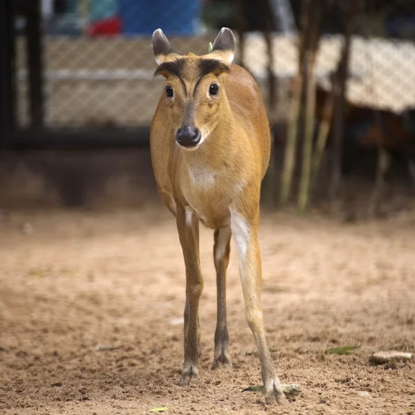 Deer walking — Stock Photo, Image