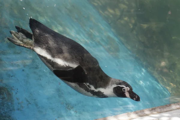 Penguin swimming — Stock Photo, Image