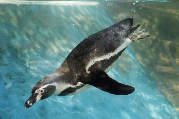 Penguin swimming — Stock Photo, Image