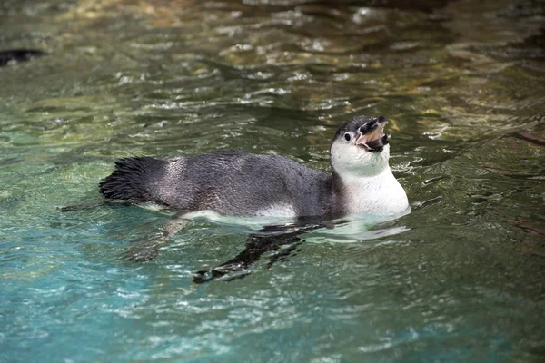 Penguin swimming — Stock Photo, Image