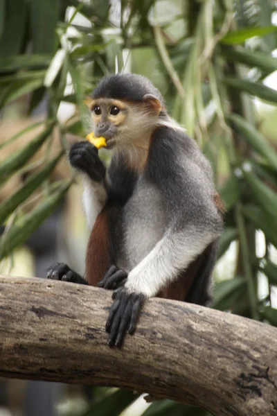 Red-shanked douc langur on the tree — Stock Photo, Image