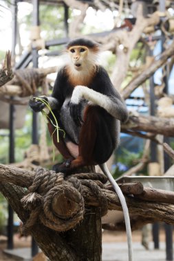 douc kırmızı şişlemiş langur