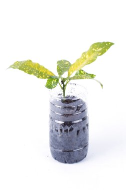 Geri dönüşüm şişe ağacında