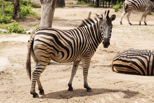 Cebra africana — Foto de Stock