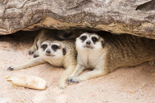 Meerkat en zoológico abierto —  Fotos de Stock