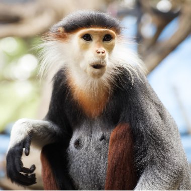 douc kırmızı şişlemiş langur