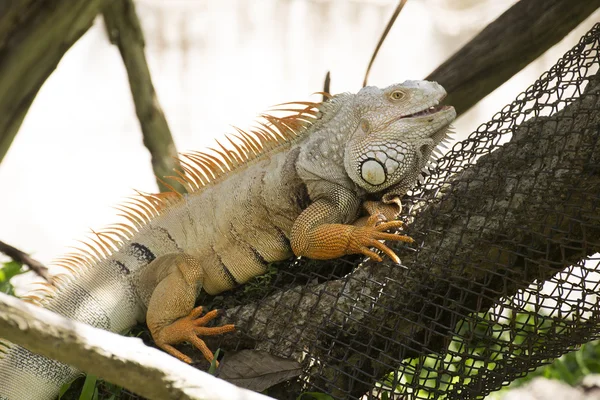 Iguana de cerca — Foto de Stock