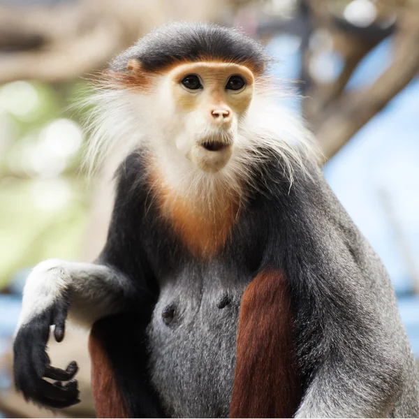 Červená bodla douc langur — Stock fotografie