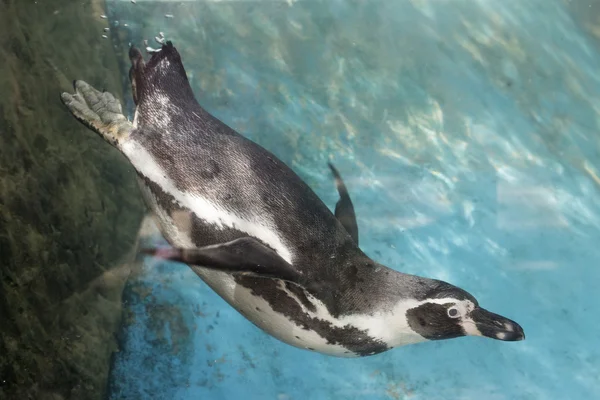 Penguin swimming — Stock Photo, Image