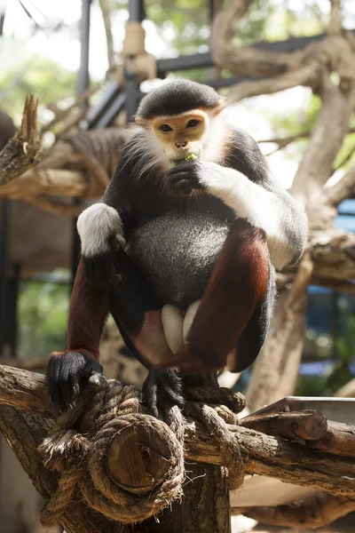 douc kırmızı şişlemiş langur