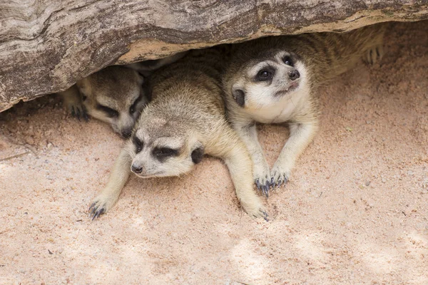 Meerkat em zoológico aberto — Fotografia de Stock