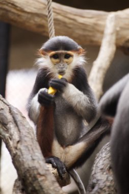 douc kırmızı şişlemiş langur