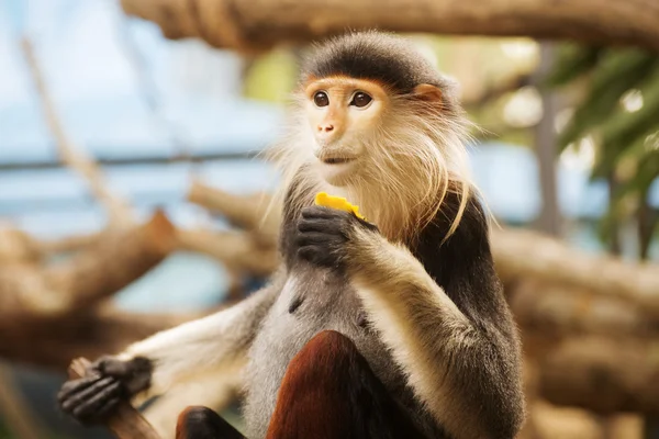 Rotschenkel-Douc-Langur — Stockfoto