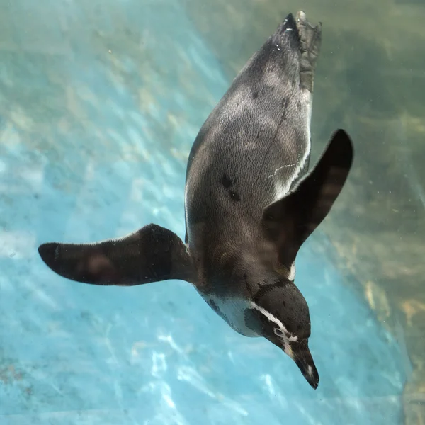 Penguin swimming — Stock Photo, Image