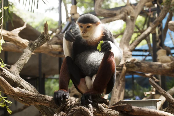 Douc kırmızı şişlemiş langur — Stok fotoğraf