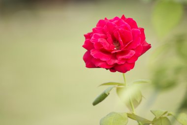 Kırmızı bahçe gül