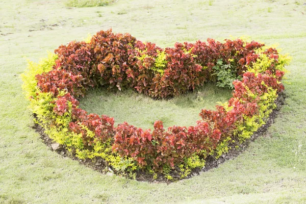 Bush have heart shape — Stock Photo, Image