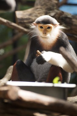 douc kırmızı şişlemiş langur 