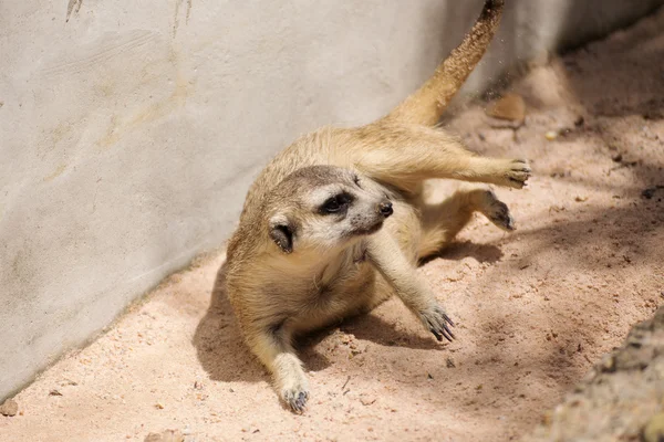 Meerkat. — Fotografia de Stock