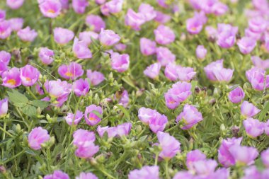 Grup güzel pembe çiçek