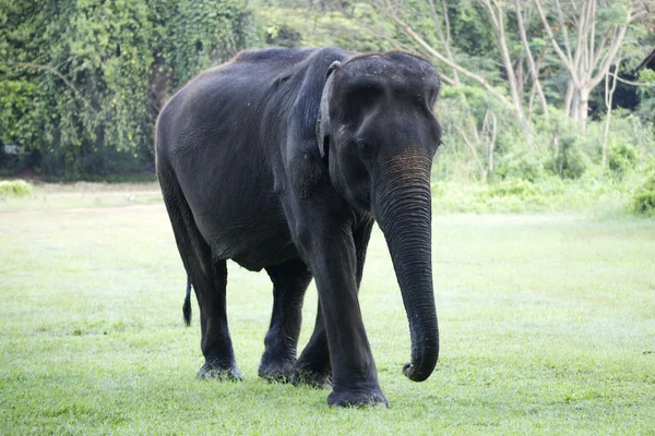 Elefánt séta — Stock Fotó