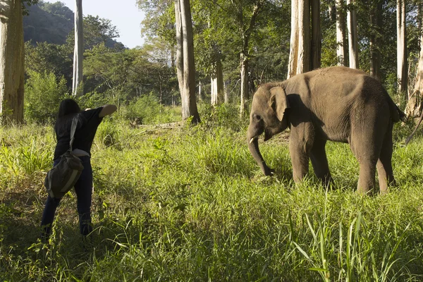 Fotograf fotografiert den Elefanten sehr geschlossen — Stockfoto