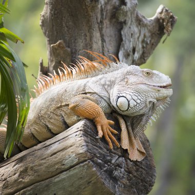 iguana kapatmak