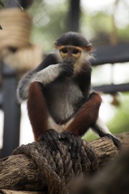 douc kırmızı şişlemiş langur