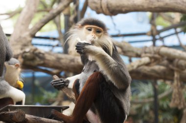 douc kırmızı şişlemiş langur 