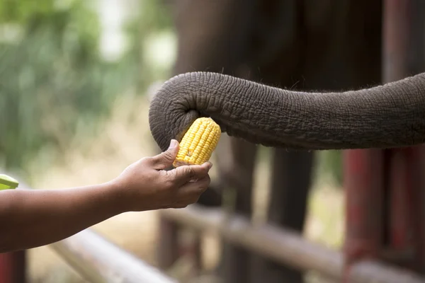 Rüssel des Elefanten umschnallt das Korn — Stockfoto