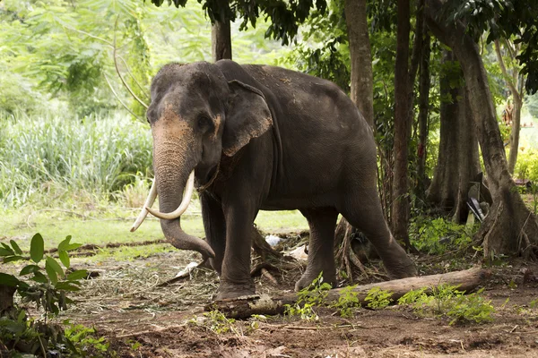 Éléphant en Thaïlande — Photo