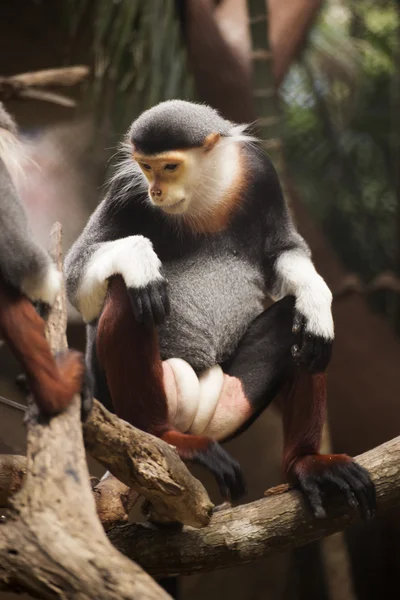 Rotschenkel-Douc-Langur — Stockfoto