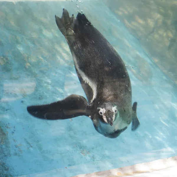 Penguin swimming — Stock Photo, Image
