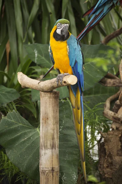 Fechado até Macaw na árvore — Fotografia de Stock