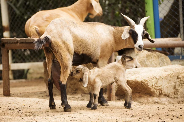 Old mother sheep with drinking brown lamb — Stock Photo, Image