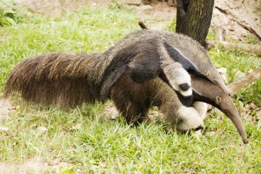 Giant Anteater and baby 