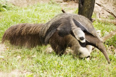 Giant Anteater and baby  clipart