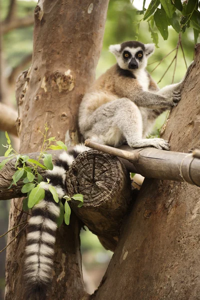 Ring-tailed Lemur — Stockfoto