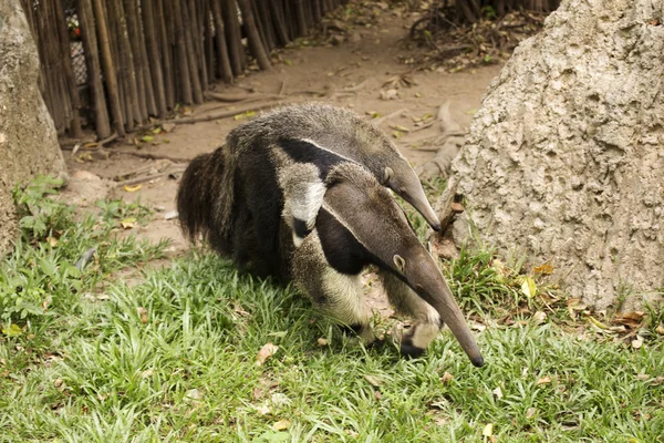 Giant Anteater and baby — 스톡 사진