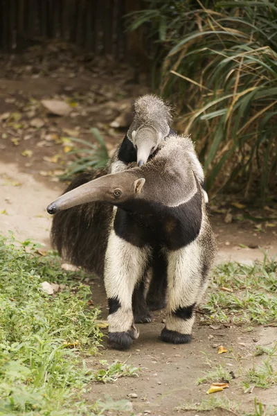 Giant Anteater and baby — Stockfoto