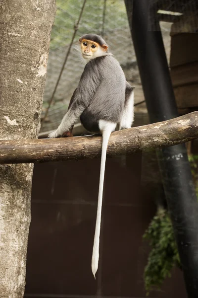 Langur z podwójnym trzonkiem — Zdjęcie stockowe