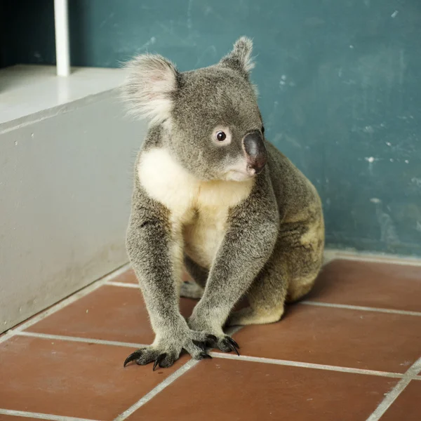 Portrait of male Koala bear — Stock Photo, Image