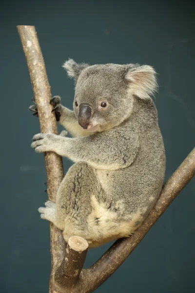 Portrait of male Koala bear — Stockfoto